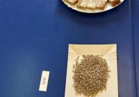 Klasa IIIa poznaje rośliny zbożowe oraz uzyskiwane z nich produkty