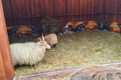 IMG-20251204-WA0250